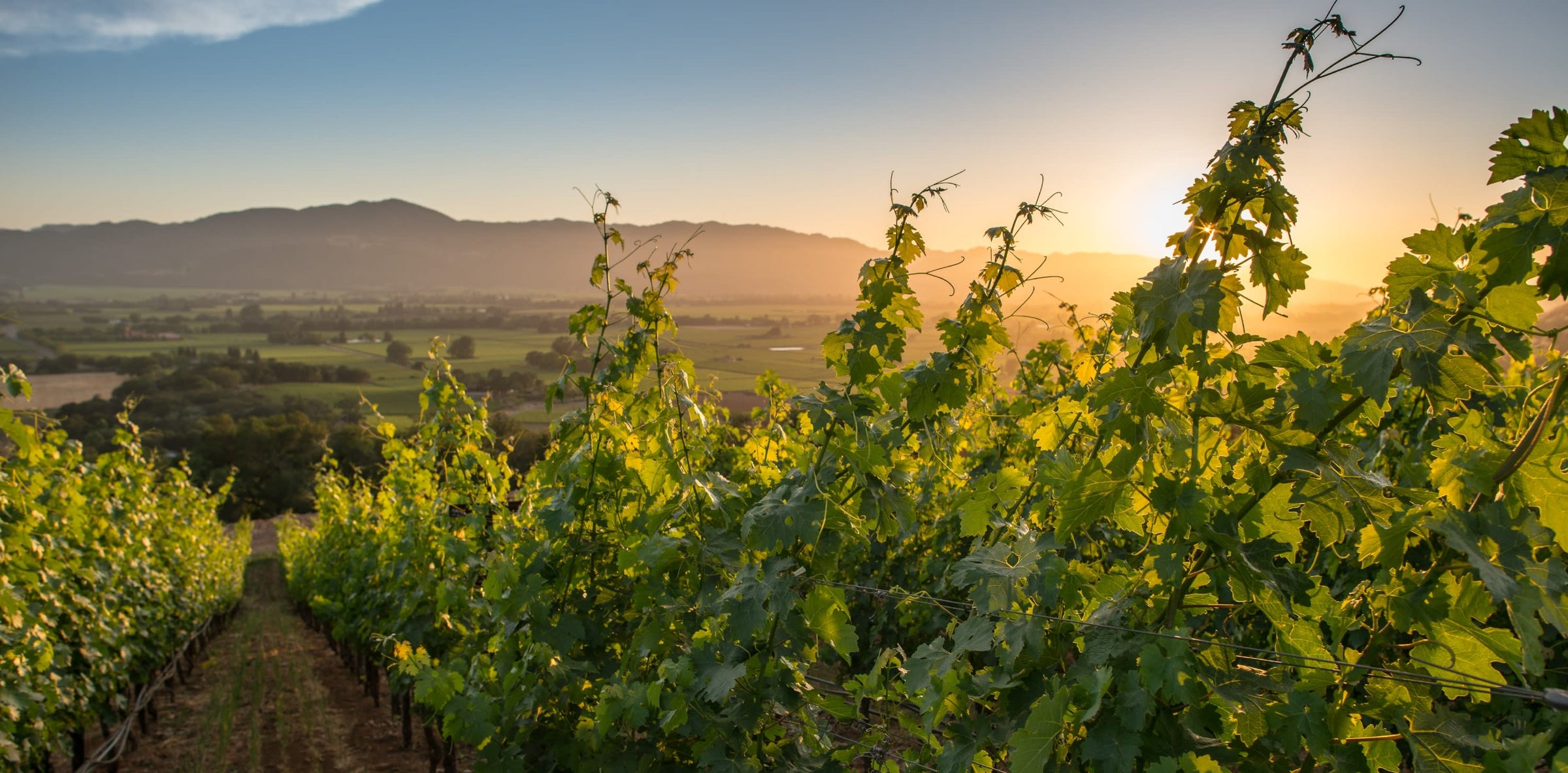 Napa Valley