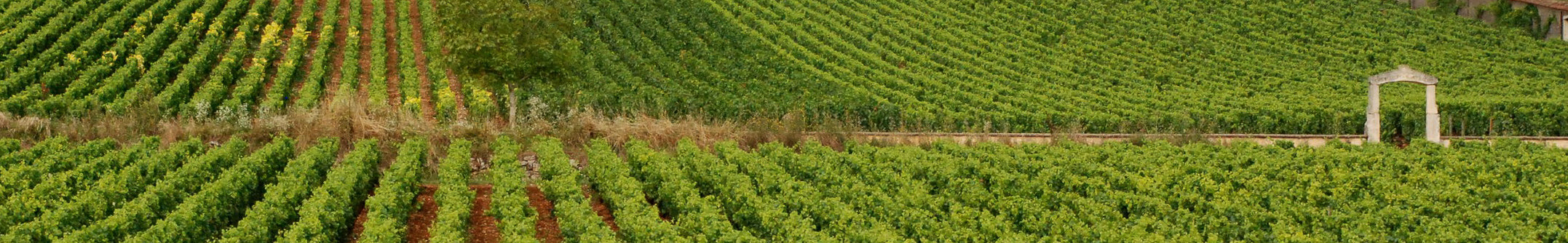 Domaine d'Auvenay