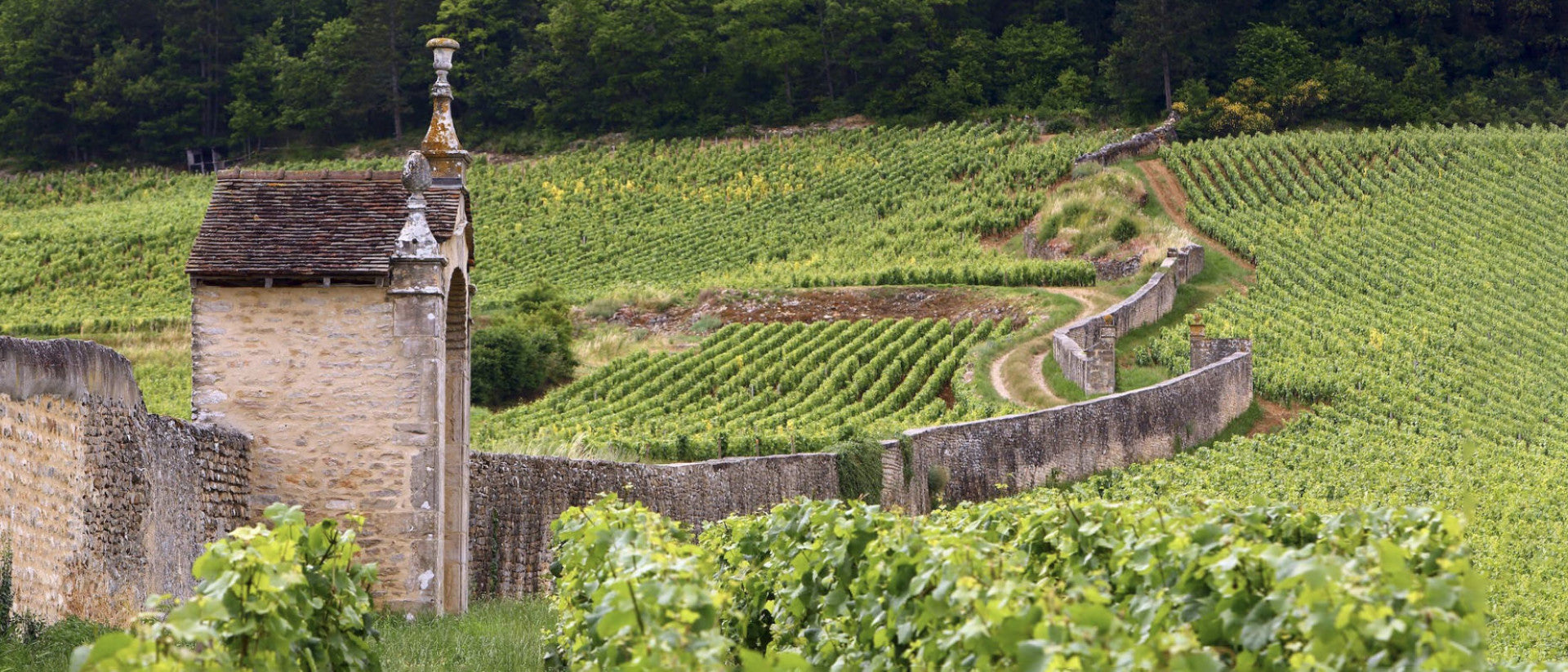 Charmes-Chambertin Grand Cru