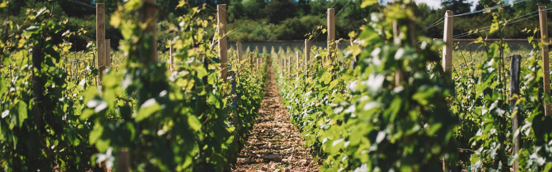Richebourg Grand Cru