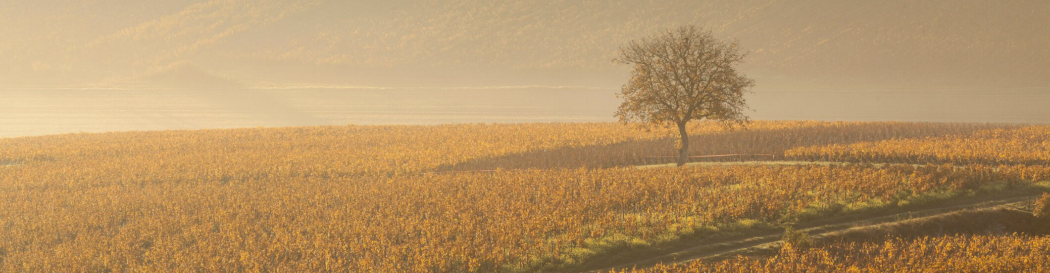 Chablis