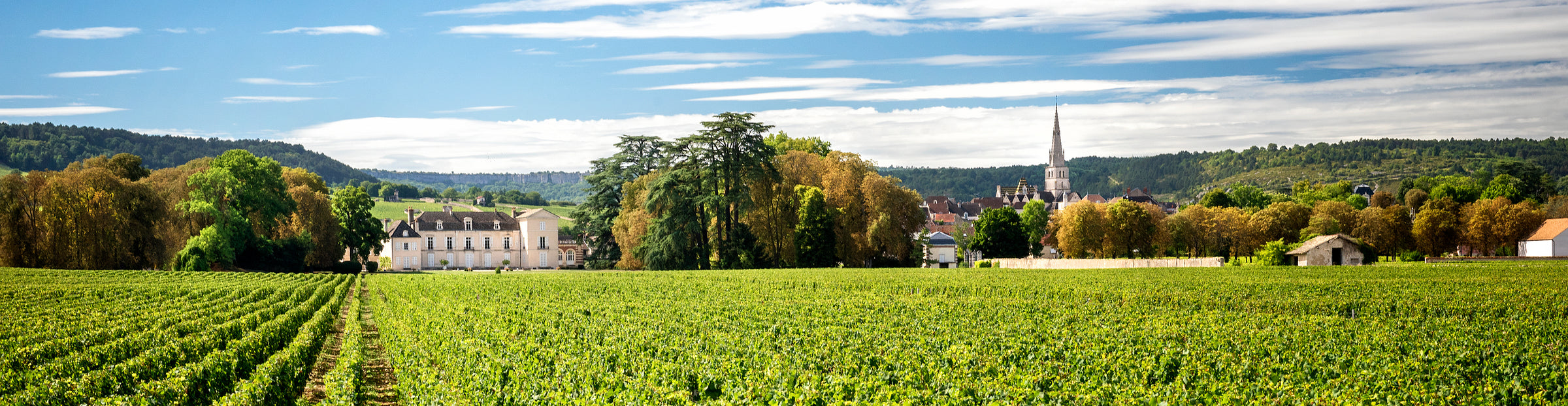 Domaine Jobard-Morey