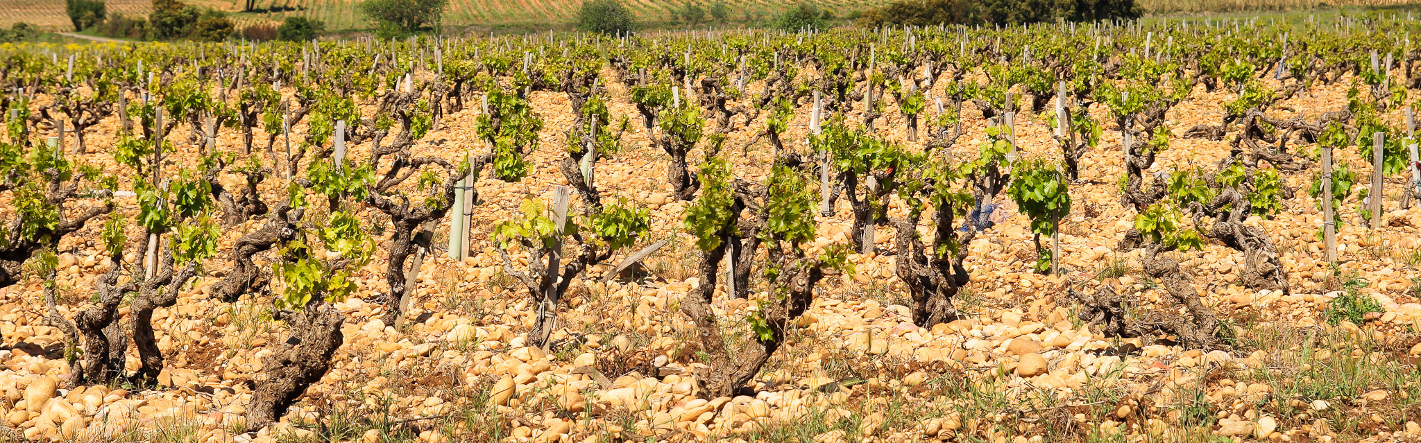 Châteauneuf-du-Pape