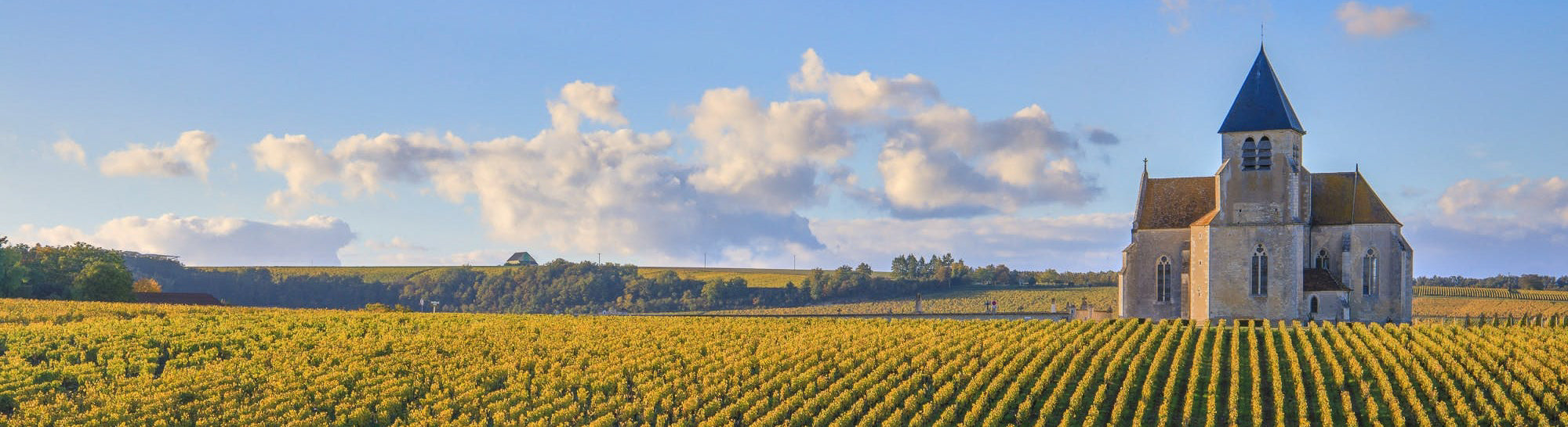 Chablis Grand Cru