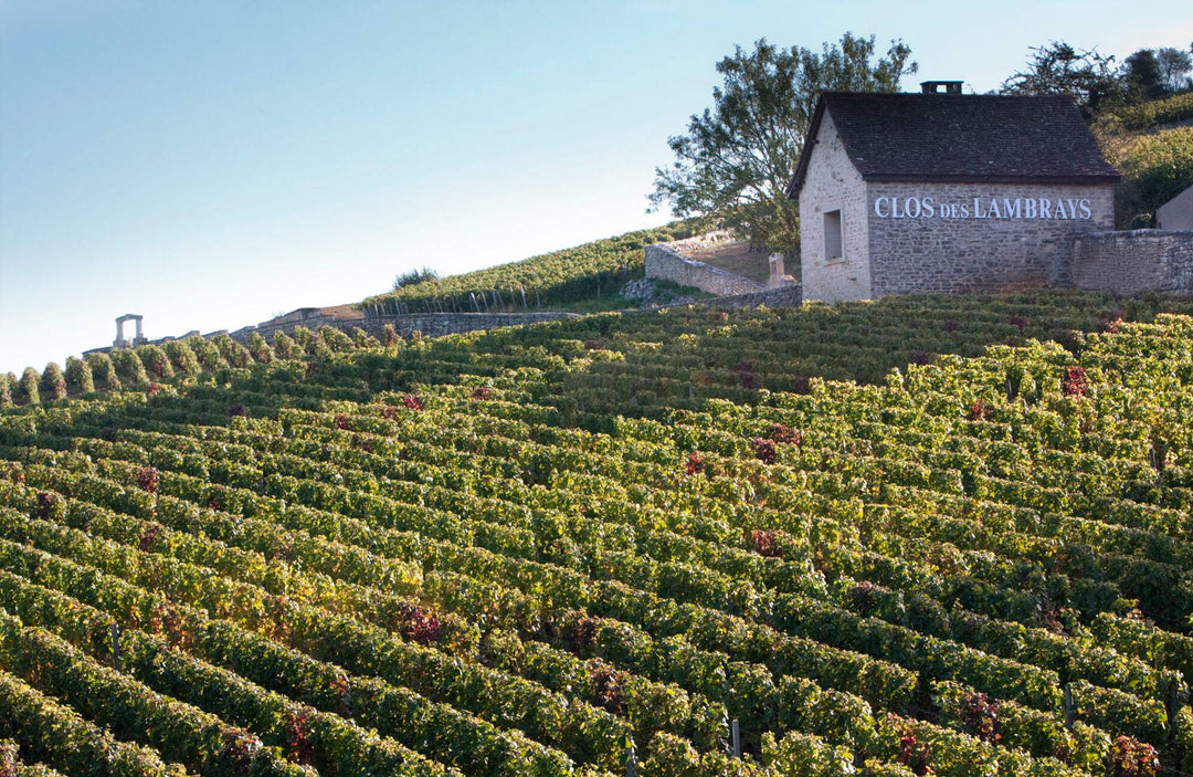 Morey-Saint-Denis: Between Power and Finesse in the Côte de Nuits