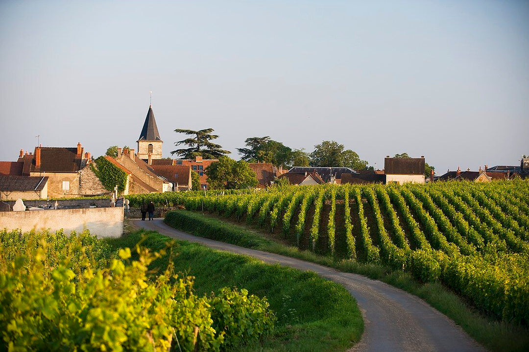 Vosne-Romanée: A Deep Dive into One of Burgundy’s Most Revered Wine Villages