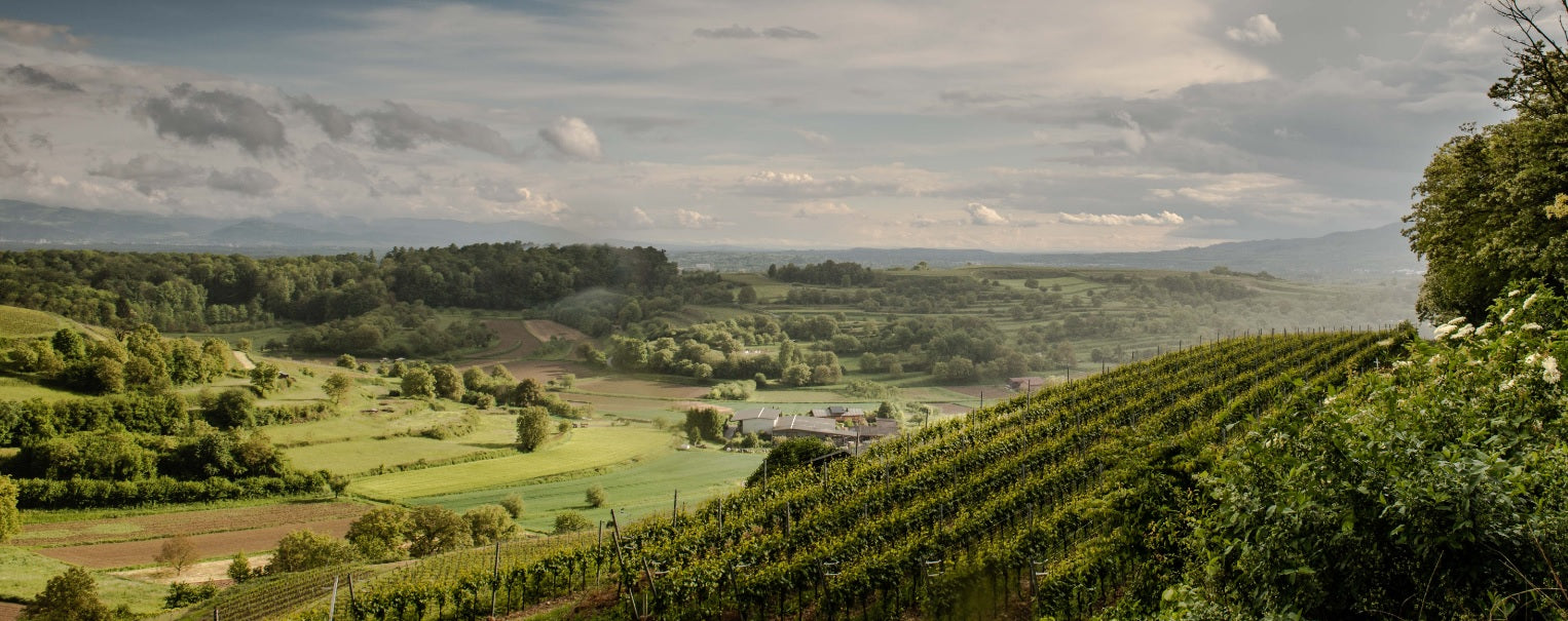 Weingut Berhard Huber