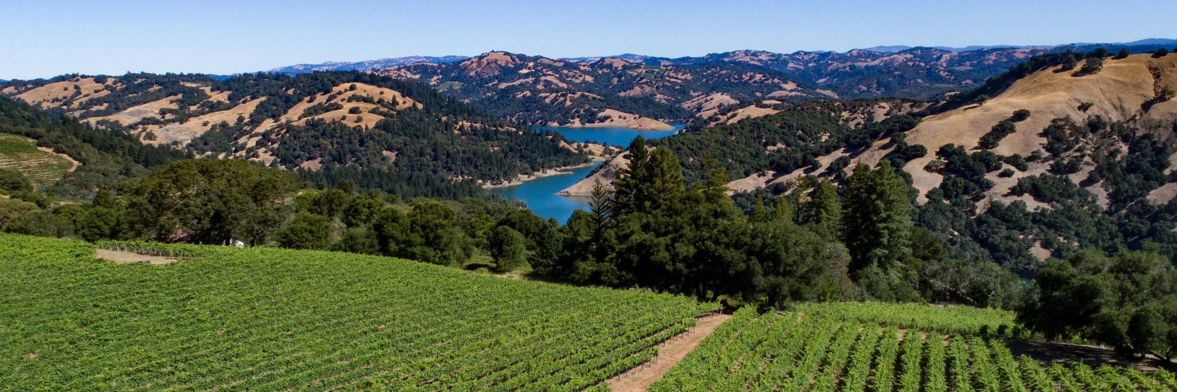 Ridge Vineyards