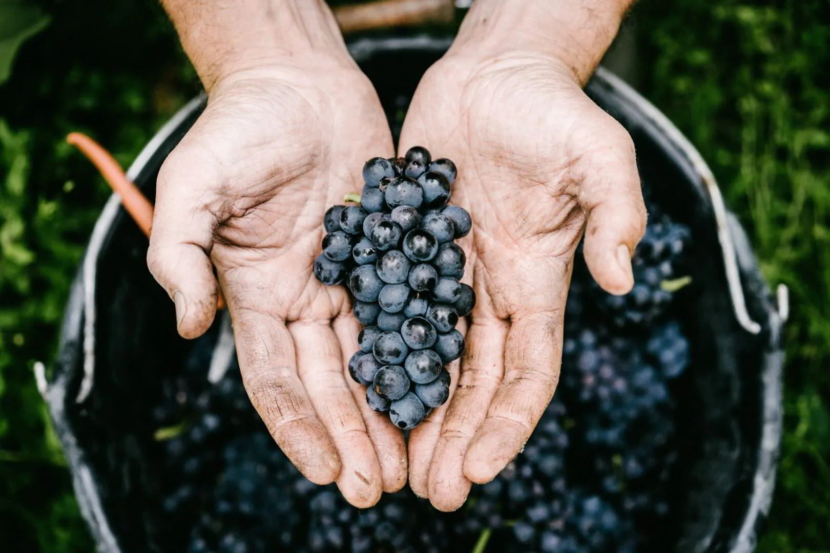 Domaine Pierre-Olivier Garcia