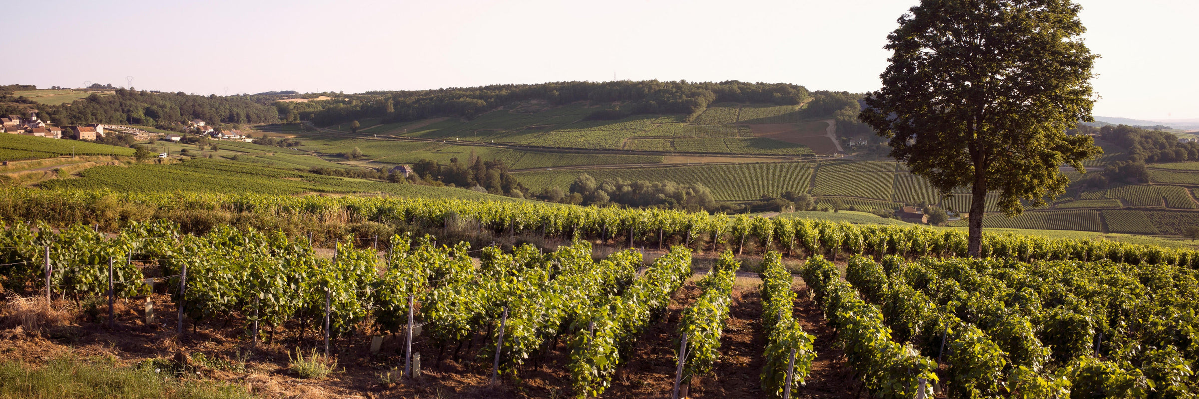 Puligny-Montrachet Premier Cru